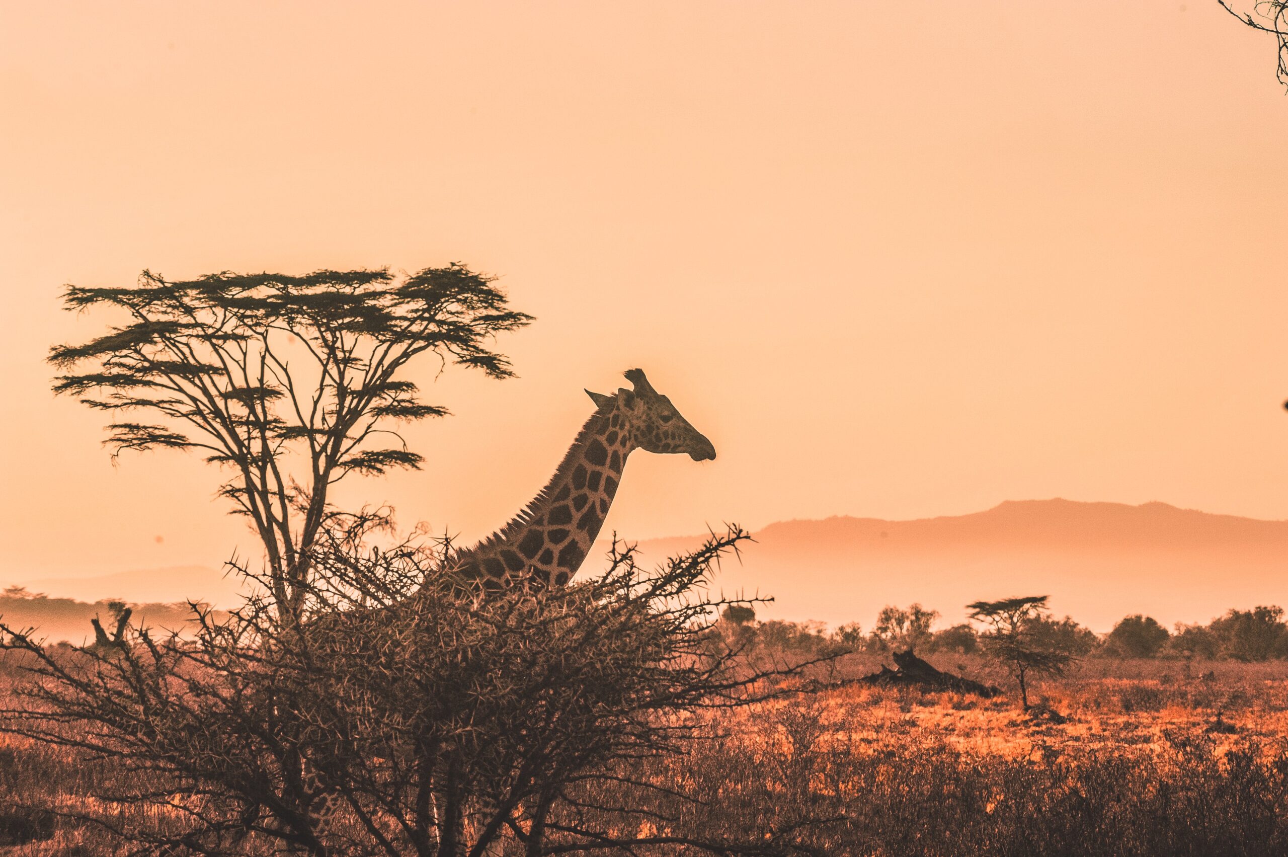 Kenyan-featured-image