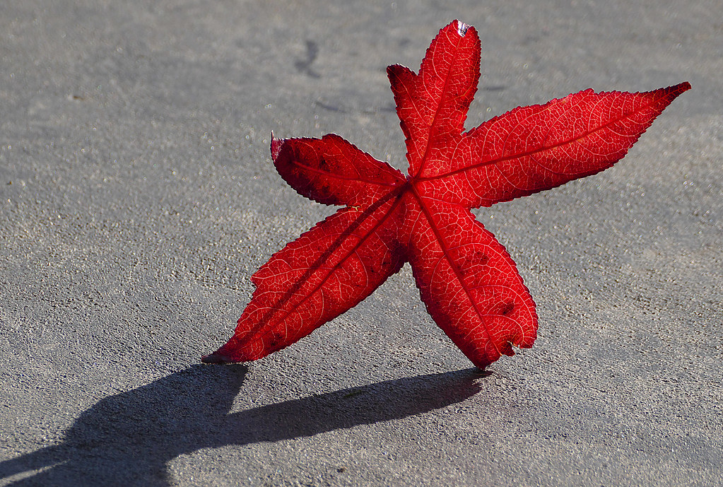 A red maple leaf, symbolizing Canada as it raises the Canada study permit funds requirement