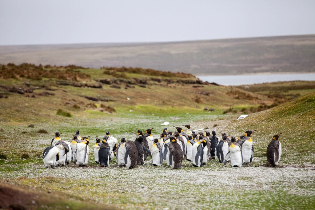 Falkland Islands coastline, at the center of the Falklands sovereignty dispute
