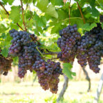 Grapes on the vine as the France wine production crisis cuts the 2026 harvest
