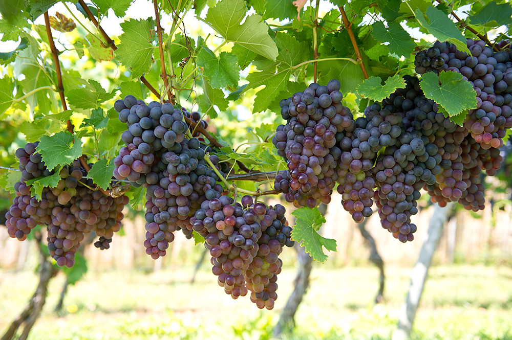 Grapes on the vine as the France wine production crisis cuts the 2026 harvest